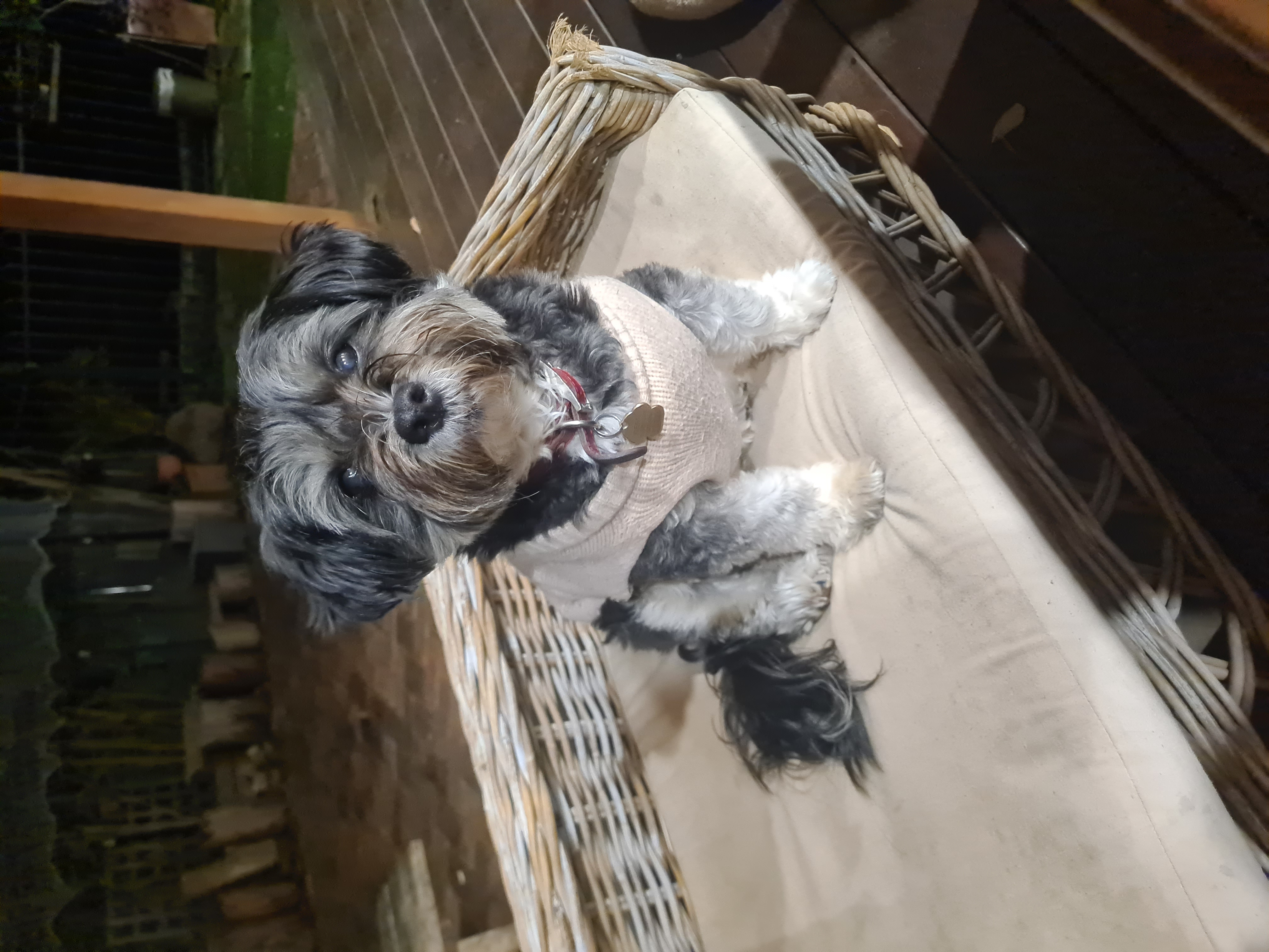 A grey-and-black dog in a cream knit jumper resting in a wicker basket